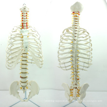 SPINE06 (12379) Médica Anatomia Ciência Life-Size Sternum com Rib Transpaeent para Medical School Education